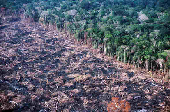 Resultado de imagem para amazõnia desmatamento
