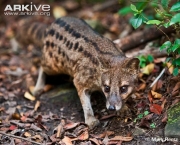 ARKive image GES133705 - Striped civet