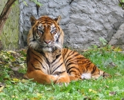 tigre-3