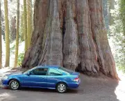 as-caracteristicas-da-sequoia-gigante-1