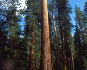 as-caracteristicas-da-sequoia-gigante-3