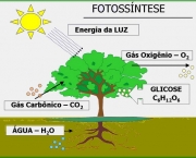 fotossintese-e-respiracao-2