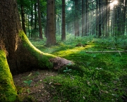 Fairytale Forest - Ground