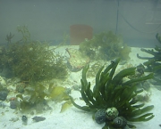 os-minerais-presentes-nas-algas-marinhas-1