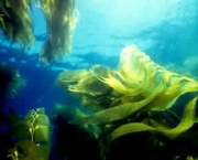 os-minerais-presentes-nas-algas-marinhas-2