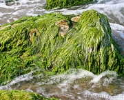 os-minerais-presentes-nas-algas-marinhas-3
