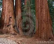 as-caracteristicas-da-sequoia-gigante-4