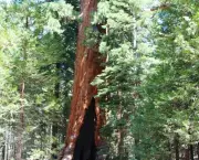 as-caracteristicas-da-sequoia-gigante-5