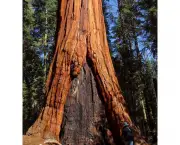 as-caracteristicas-da-sequoia-gigante-6