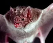 curiosidades-sobre-o-morcego-8