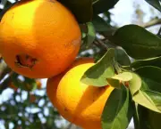 como-cultivar-laranja-6