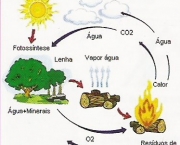 o-ciclo-do-carbono-4