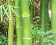 bambu-2