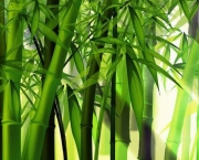 bambu-3
