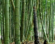 bambu-4