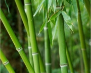 bambu-6