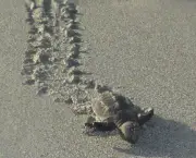 como-as-tartarugas-se-orientam-em-suas-migracoes-1