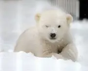 Orphaned Polar Bear Cub