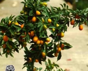 como-cultivar-laranja-10