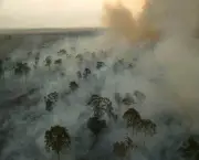 burning the Amazon Rainforest