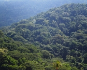 criterios-e-indicadores-sustentabilidade-e-uso-das-florestas-4