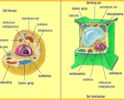 as-tematicas-estudadas-pela-biologia-celular-5