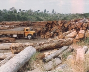 areas-de-preservacao-ambiental-e-luta-contra-desmatamento-2