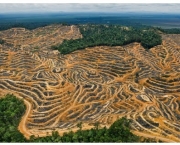 o-brasil-conseguiu-registrar-a-menor-taxa-de-desmatamento-em-2012-5
