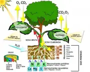 como-funciona-a-absorcao-de-carbono-pelas-plantas-2
