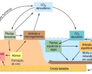 o-ciclo-do-carbono-11