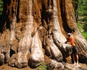 a-sequoia-gigante-pode-indicar-a-data-do-diluvio-1