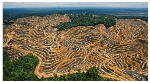Resultado de imagem para Desmatamento na Amazônia Brasileira!