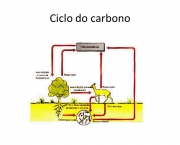 o-ciclo-do-carbono-14