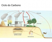 o-ciclo-do-carbono-15