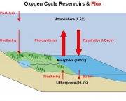 etapas-do-ciclo-do-oxigenio-11