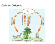 etapas-do-ciclo-do-oxigenio-13