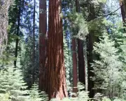 a-sequoia-gigante-pode-indicar-a-data-do-diluvio-5