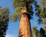 a-sequoia-gigante-pode-indicar-a-data-do-diluvio-6