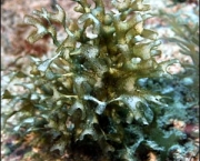 beneficios-das-algas-marinhas-na-saude-humana-na-pratica-5