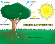 ecosistema-florestal-e-a-absorcao-de-carborno-5