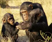 a-comunicacao-com-os-chimpanzes-17