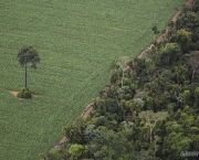 Para, Brazil. February 11, 2012. Aerials south of Santarem and along the road BR163. Single tree, soy field and rainforest, coordinates -2.706347-54.907623.  Photo by Daniel Beltra for Greenpeace