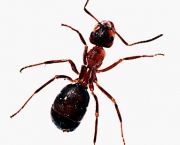 a-relacao-das-formigas-com-os-seres-humanos-1