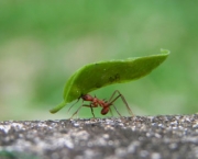 a-relacao-das-formigas-com-os-seres-humanos-3
