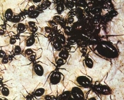a-relacao-das-formigas-com-os-seres-humanos-4