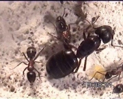 a-relacao-das-formigas-com-os-seres-humanos-5