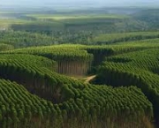 a-silvicultura-e-a-recuperacao-ambiental-3