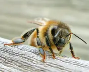 abelhas-sao-indicadoras-de-poluicao-no-ambiente-11