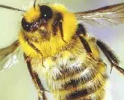 abelhas-sao-indicadoras-de-poluicao-no-ambiente-12
