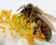 abelhas-sao-indicadoras-de-poluicao-no-ambiente-13